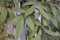 Sapindus trifoliatus