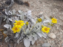 Brachyglottis haastii