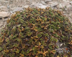 Anisotome imbricata