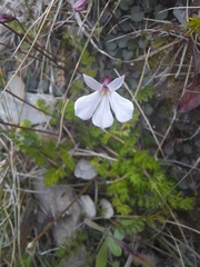 Lobelia linnaeoides