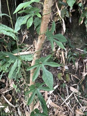 Aristolochia cucurbitifolia