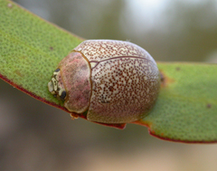 Paropsis roseola