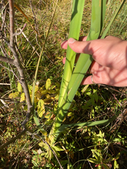 Typha latifolia
