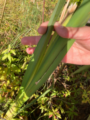 Typha latifolia