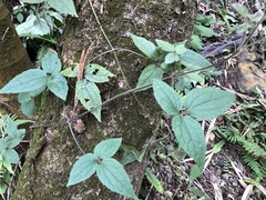 Clematis leschenaultiana