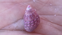 Prothalotia pulcherrima