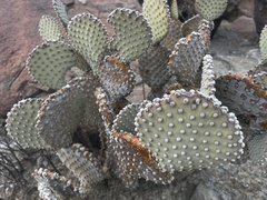 Opuntia rufida