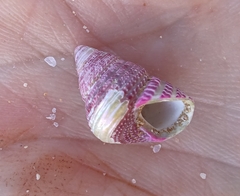 Prothalotia pulcherrima