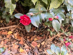 Camellia