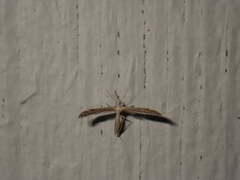 Pterophorinae