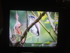 Picumnus granadensis