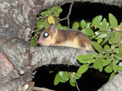 Dromiciops bozinovici