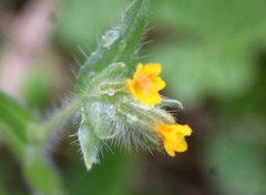 Amsinckia menziesii intermedia