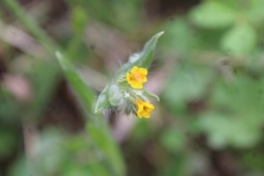 Amsinckia menziesii intermedia