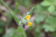 Amsinckia menziesii intermedia