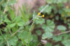 Amsinckia menziesii intermedia