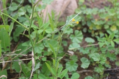 Amsinckia menziesii intermedia