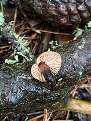 Gymnopus brassicolens