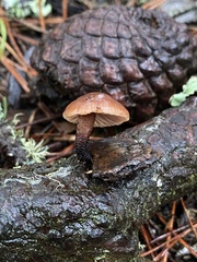 Gymnopus brassicolens