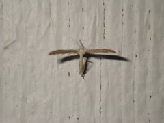 Pterophorinae