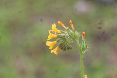 Amsinckia menziesii intermedia