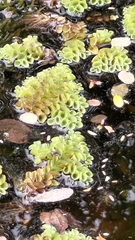 Salvinia cucullata