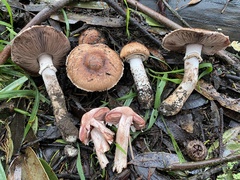 Agaricus brunneofibrillosus
