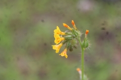 Amsinckia menziesii intermedia
