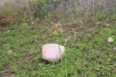 Amsinckia menziesii intermedia