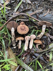 Agaricus brunneofibrillosus