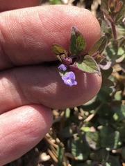 Scutellaria parvula