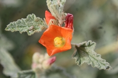 Sphaeralcea