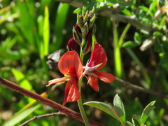 Indigofera claassensii
