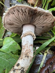 Agaricus brunneofibrillosus