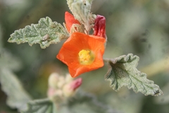 Sphaeralcea