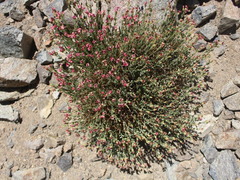 Viviania marifolia