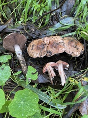 Agaricus brunneofibrillosus