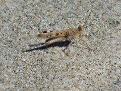 Heliastus sumichrasti