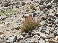 Viviania marifolia