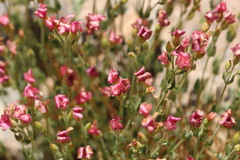 Viviania marifolia