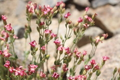 Viviania marifolia