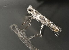 Epicephala trigonophora