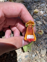 Calceolaria uniflora