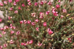 Viviania marifolia
