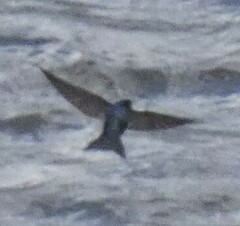 Pygochelidon cyanoleuca