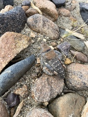 Bufonacris
