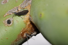 Catorhintha apicalis