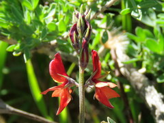 Indigofera claassensii