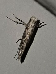 Epicephala trigonophora