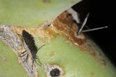 Catorhintha apicalis